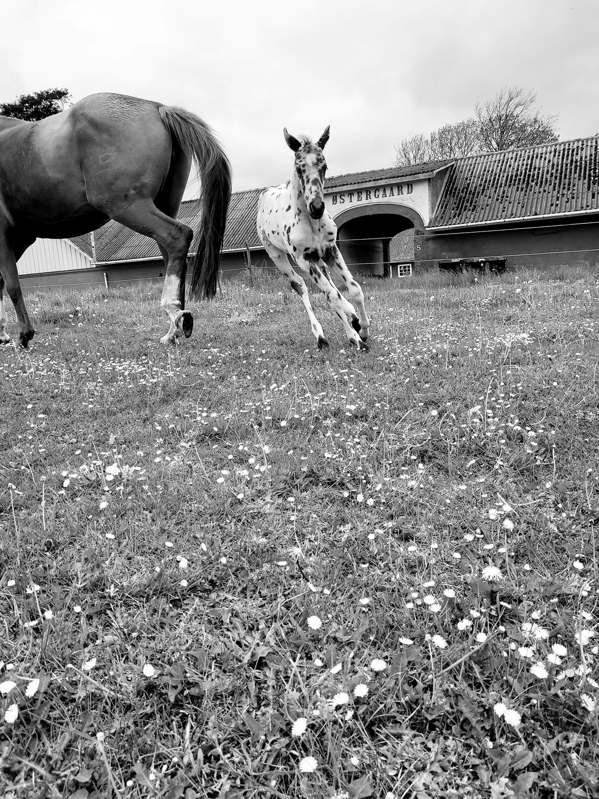 Knabstrupper Casina billede 8