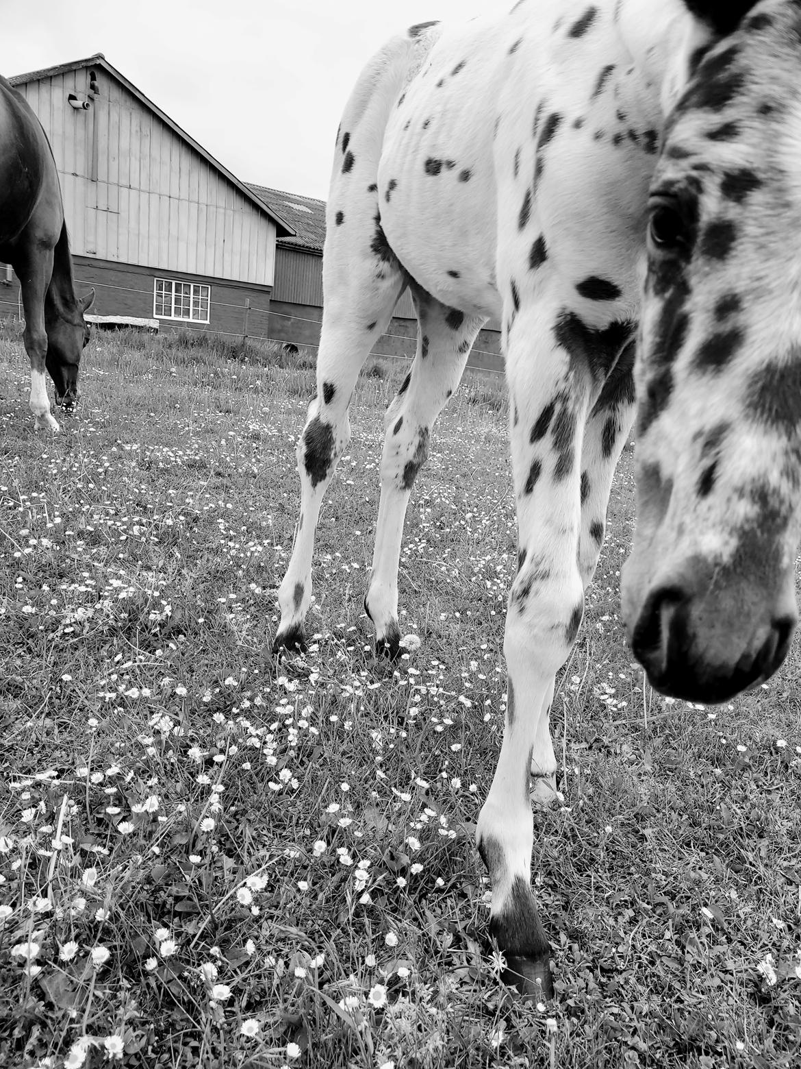 Knabstrupper Casina billede 9