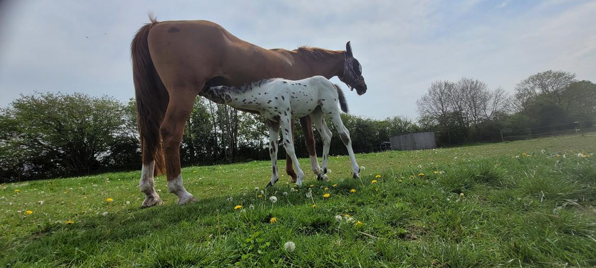 Knabstrupper Casina billede 4