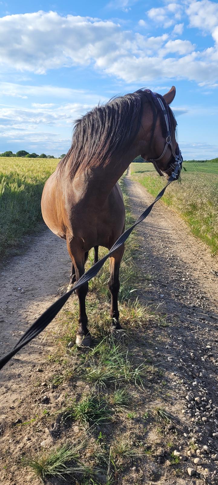 Cruzado Gacela billede 6