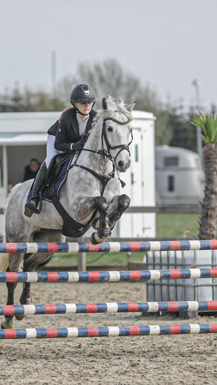 Irsk Sportspony Connie boy billede 4