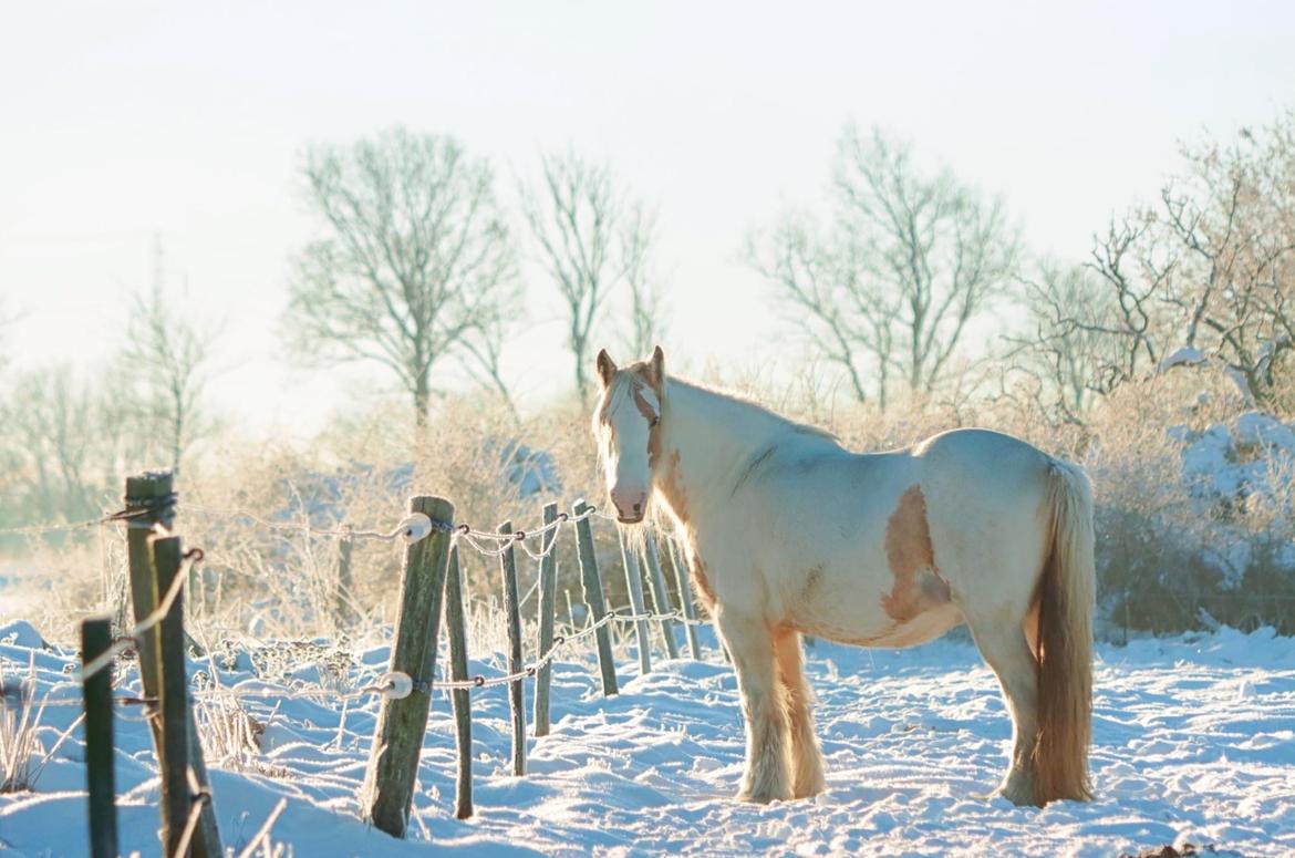 Irish Cob Abildgaards Bambi billede 1