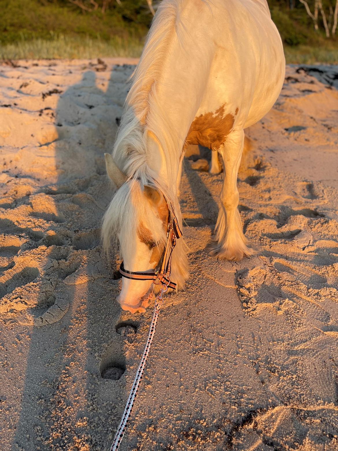 Irish Cob Abildgaards Bambi billede 3