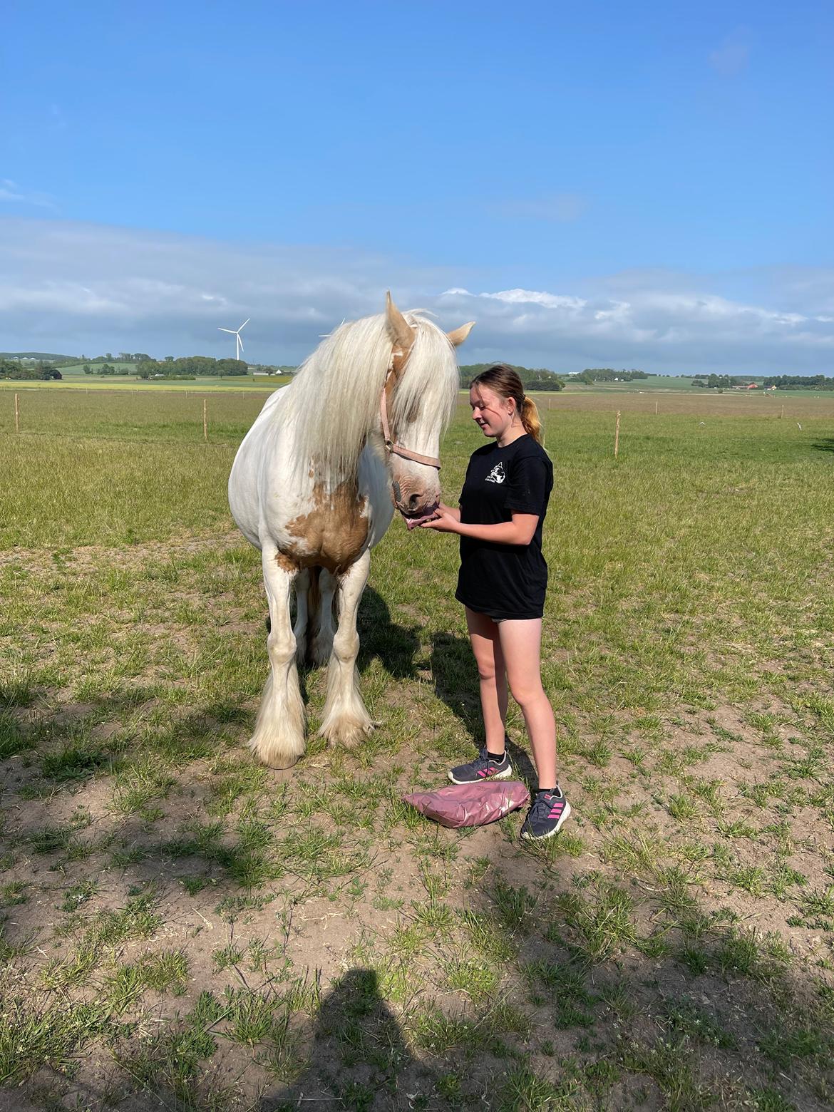 Irish Cob Abildgaards Bambi billede 4