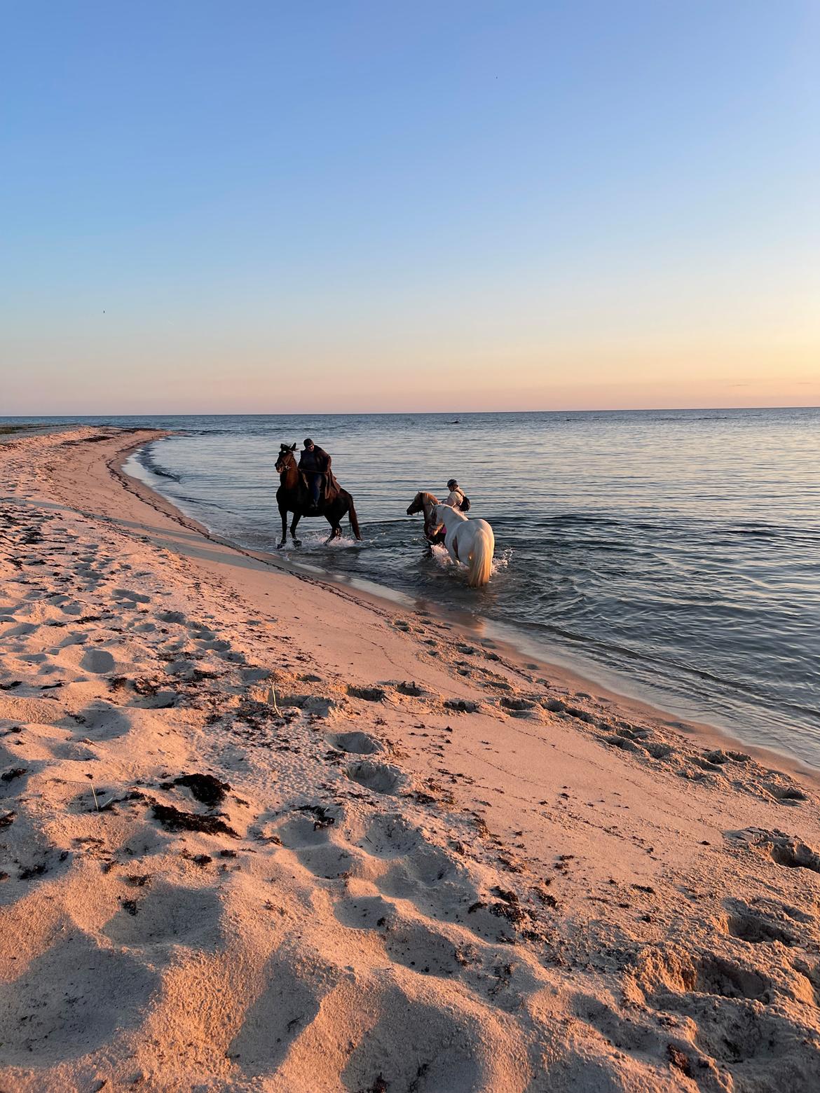 Irish Cob Abildgaards Bambi billede 8