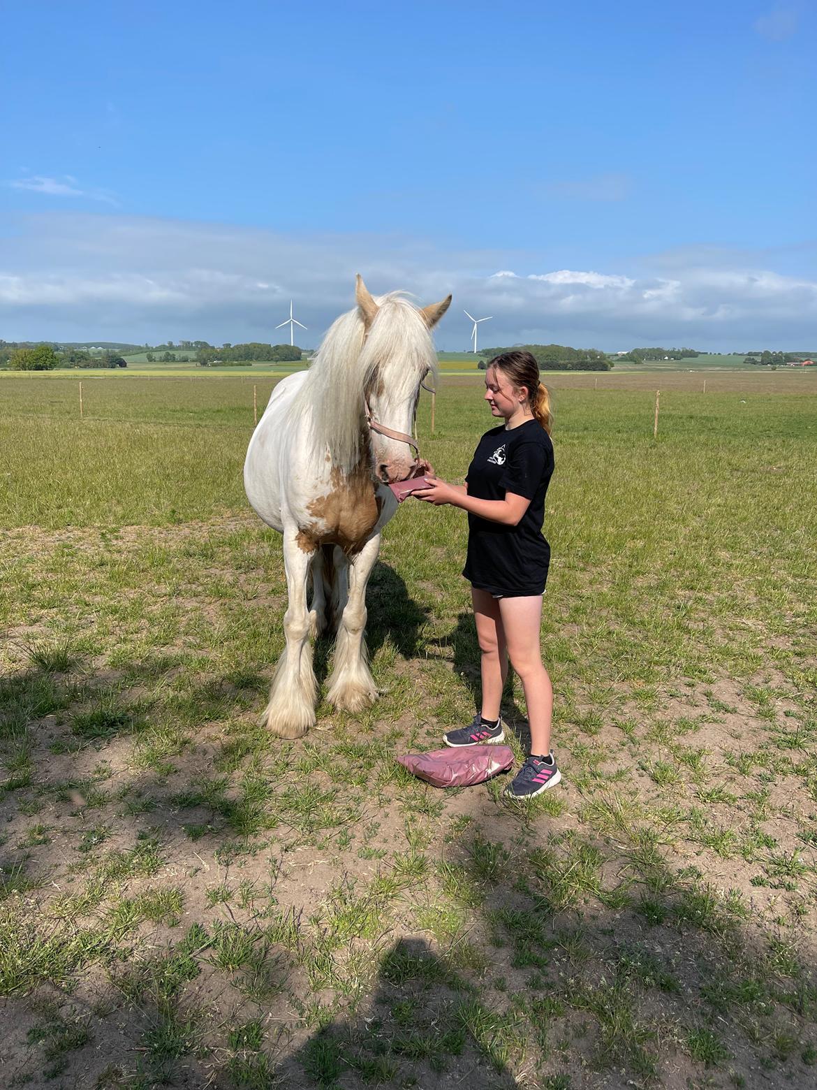 Irish Cob Abildgaards Bambi billede 7