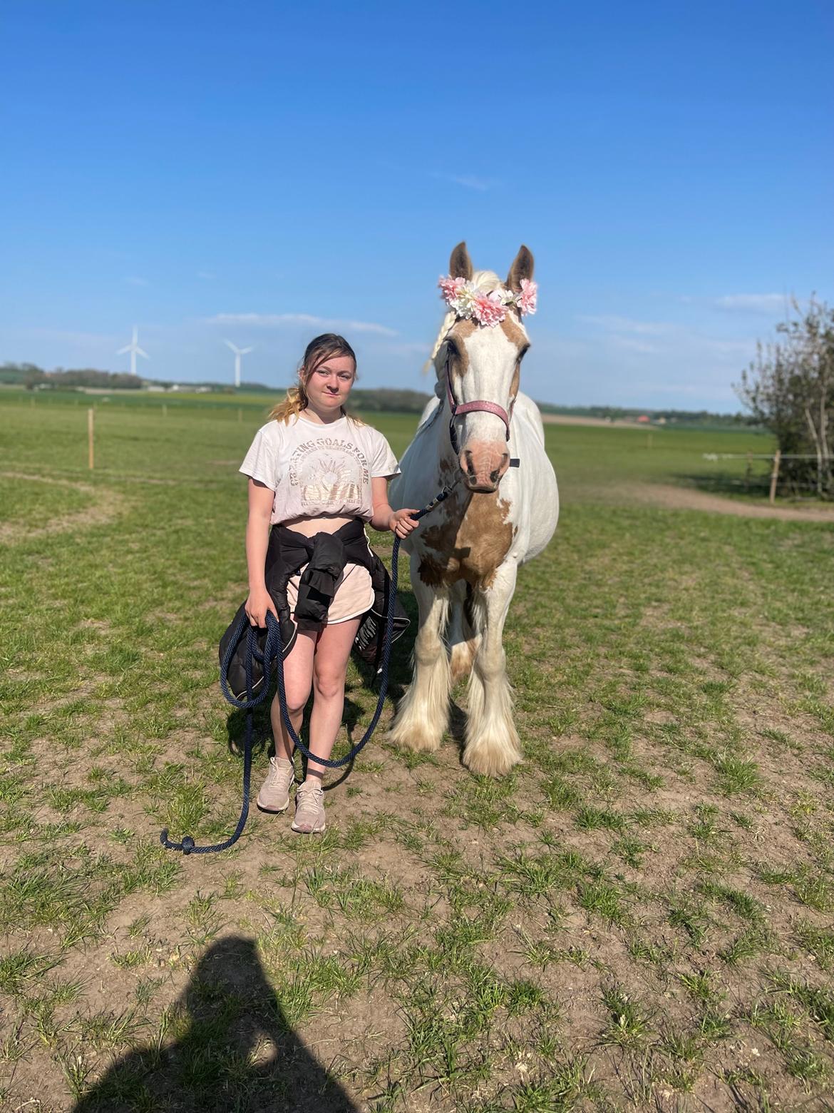 Irish Cob Abildgaards Bambi billede 10