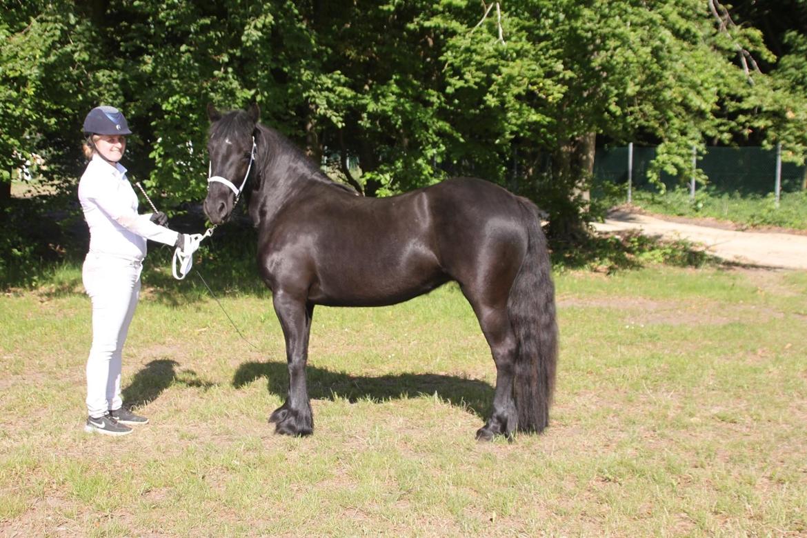 Fell pony Spirhøjs Primrose  billede 8