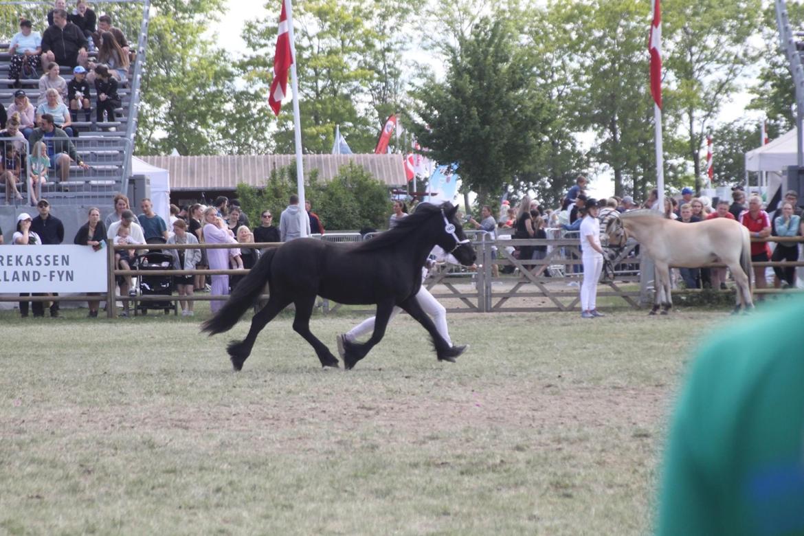 Fell pony Spirhøjs Primrose  billede 9