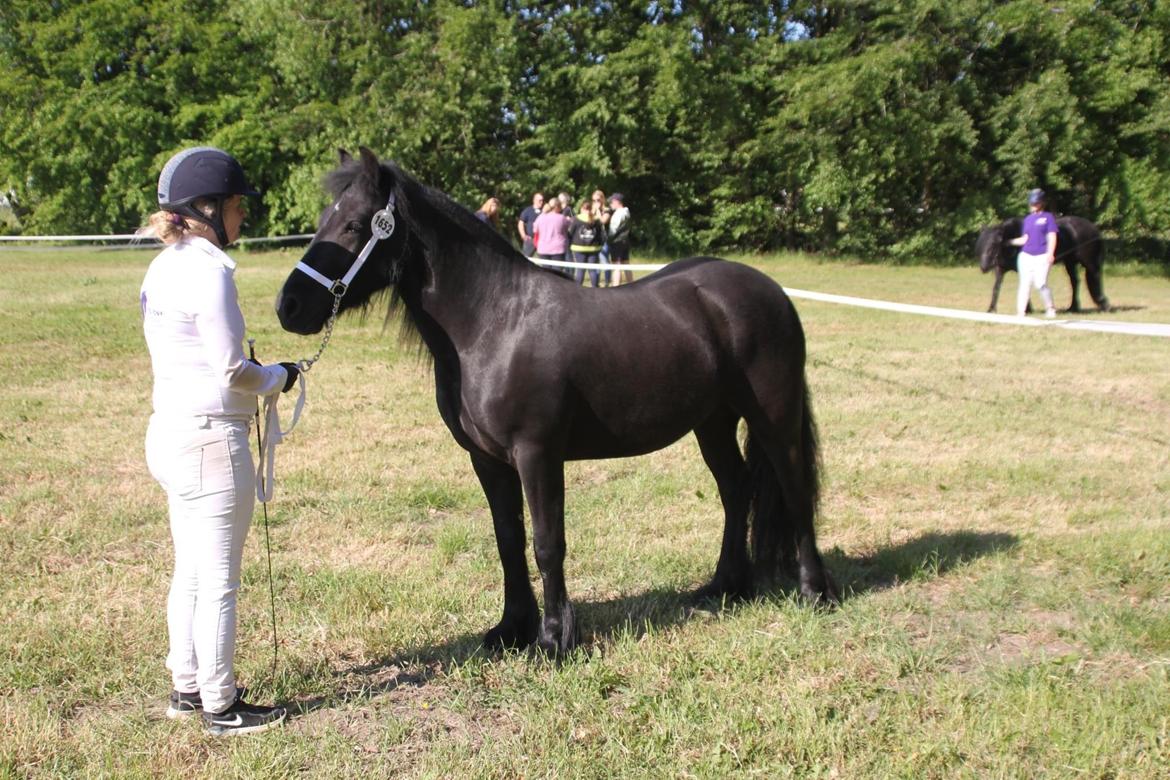 Fell pony Spirhøjs Primrose  billede 11