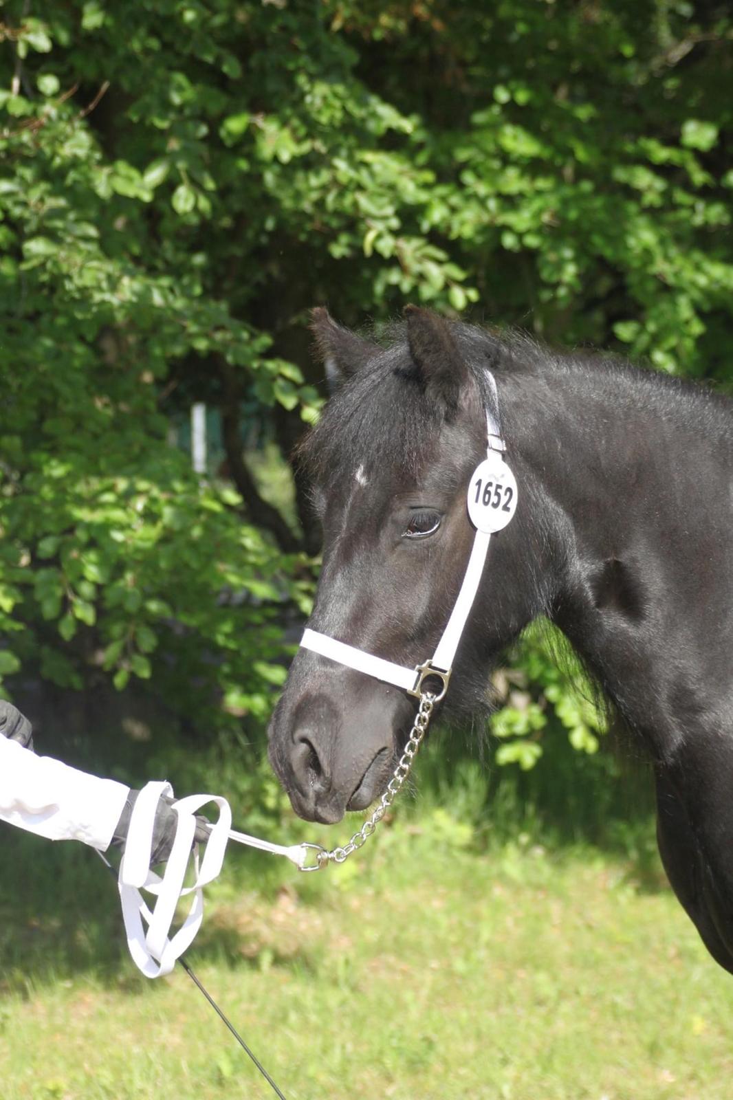 Fell pony Spirhøjs Primrose  billede 6