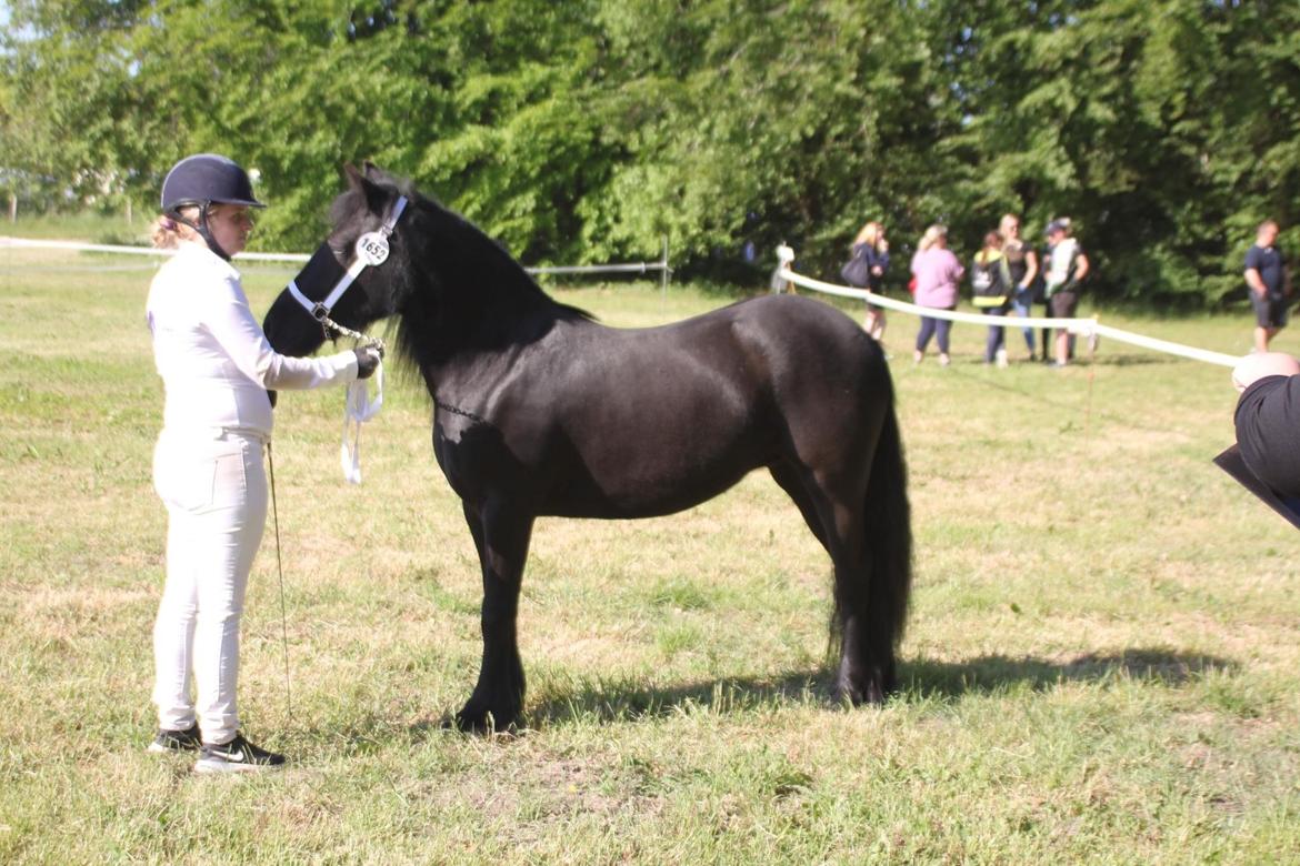 Fell pony Spirhøjs Primrose  billede 13
