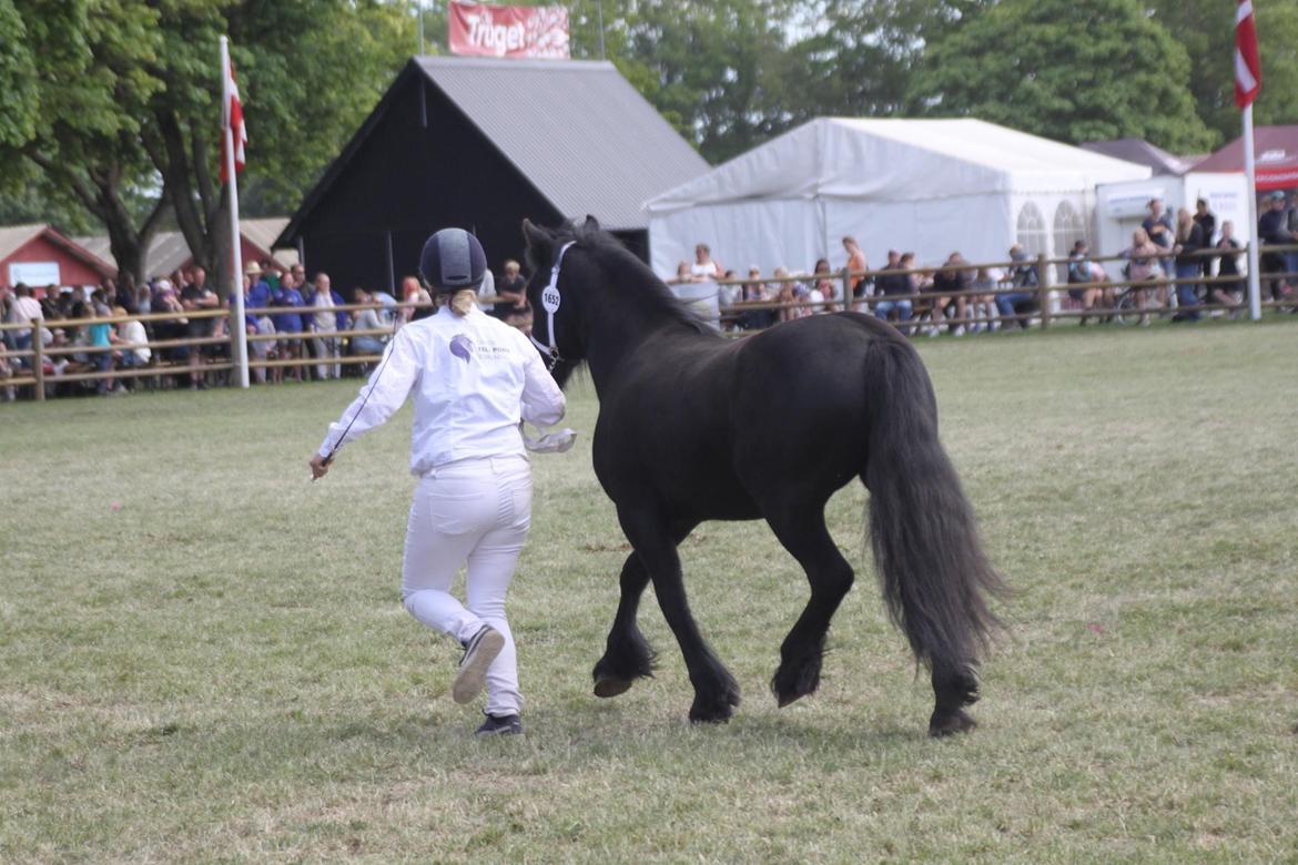 Fell pony Spirhøjs Primrose  billede 14