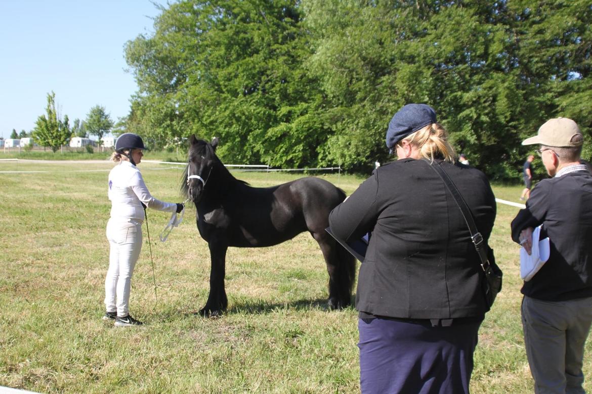 Fell pony Spirhøjs Primrose  billede 15