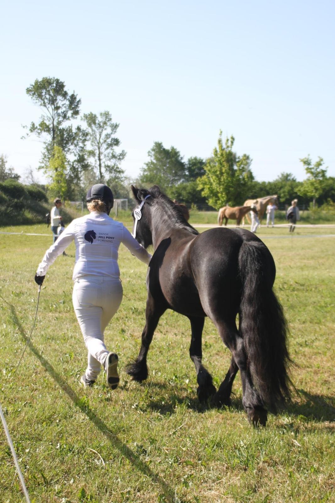 Fell pony Spirhøjs Primrose  billede 16