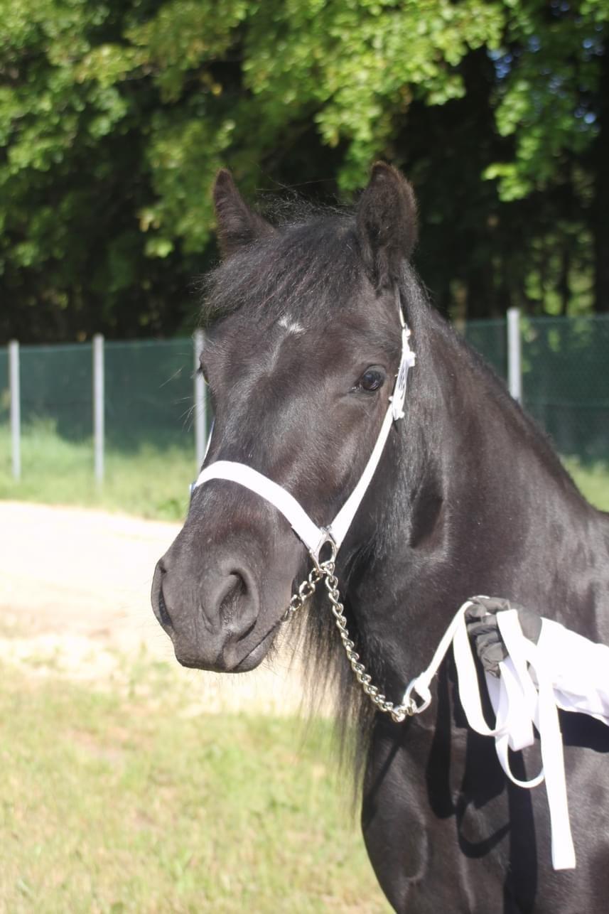 Fell pony Spirhøjs Primrose  billede 12