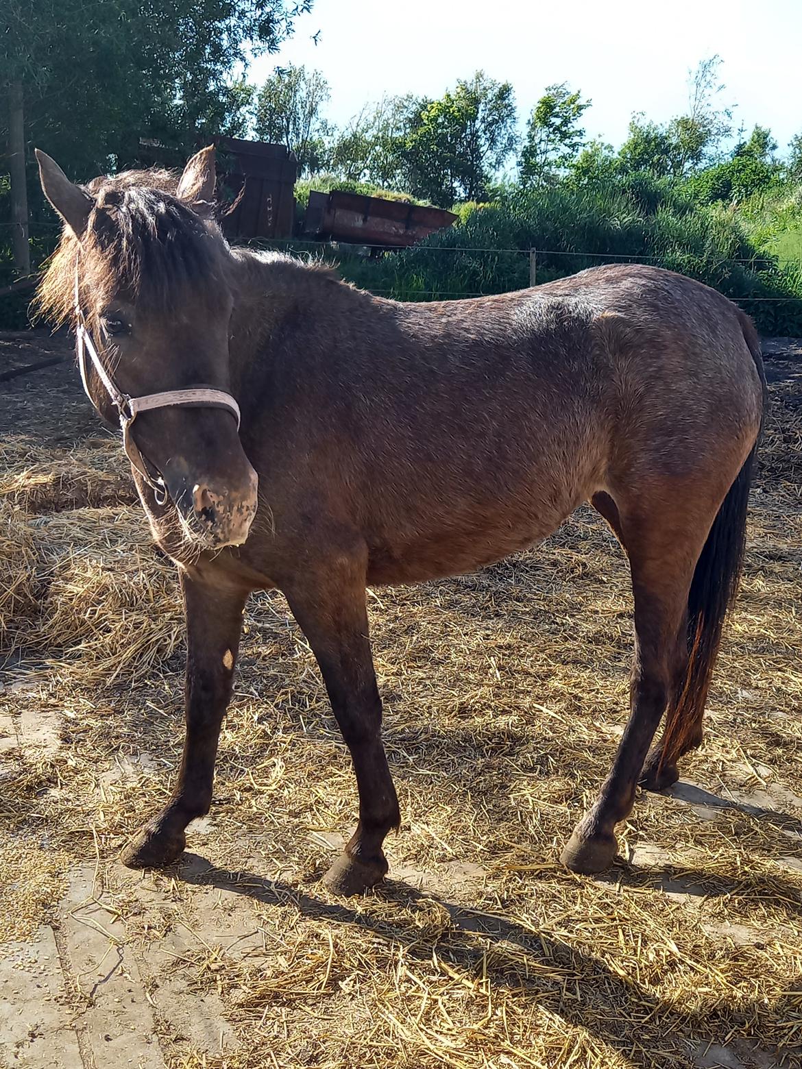 Anden særlig race Nørgaards Nala - Nala maj 2023 billede 18