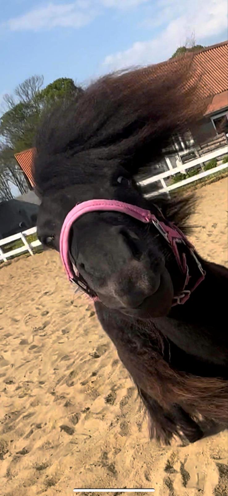 Shetlænder Dalbo’s Ariel (Diaz) billede 3