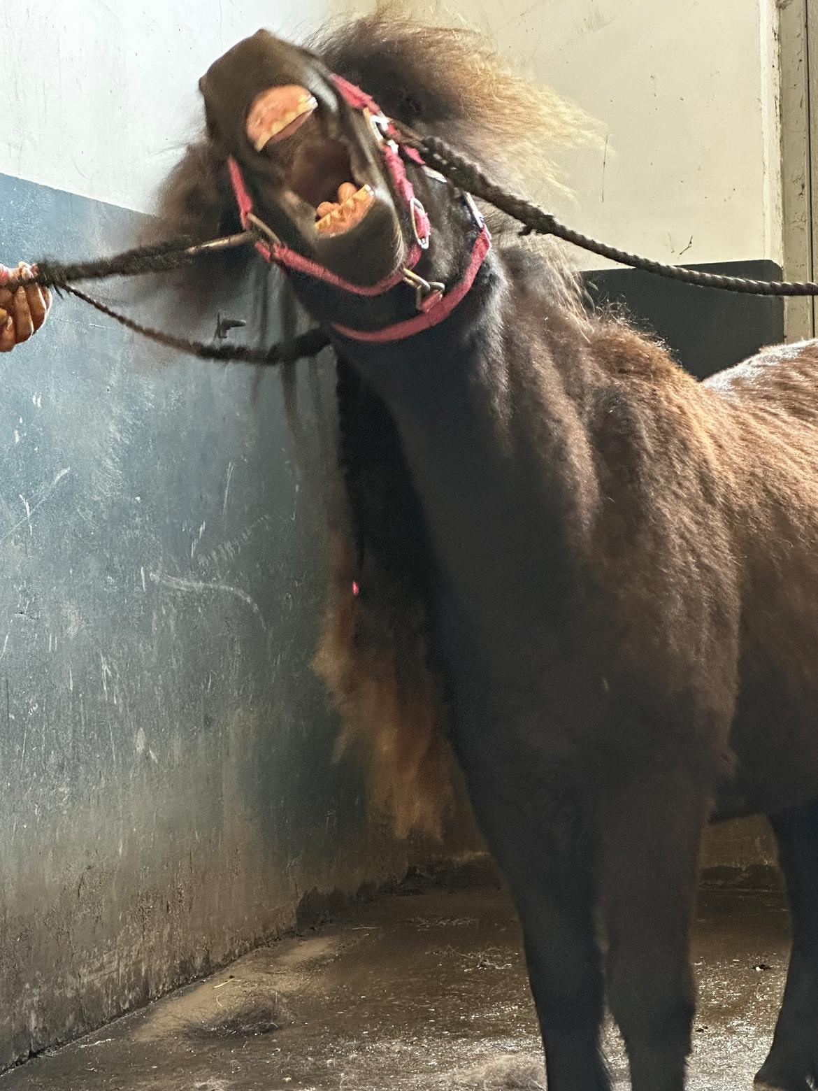 Shetlænder Dalbo’s Ariel (Diaz) billede 7