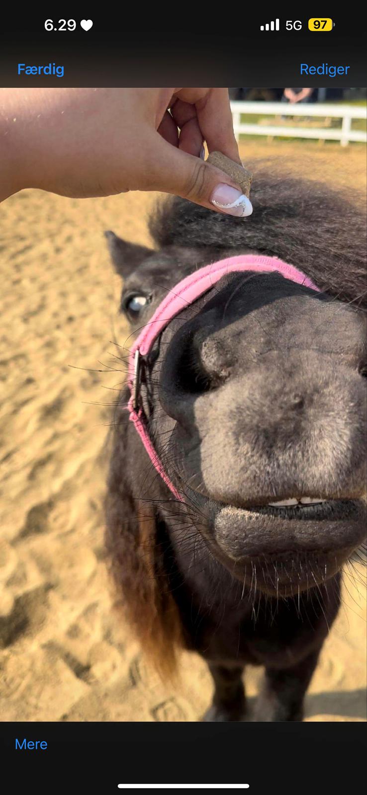 Shetlænder Dalbo’s Ariel (Diaz) billede 5