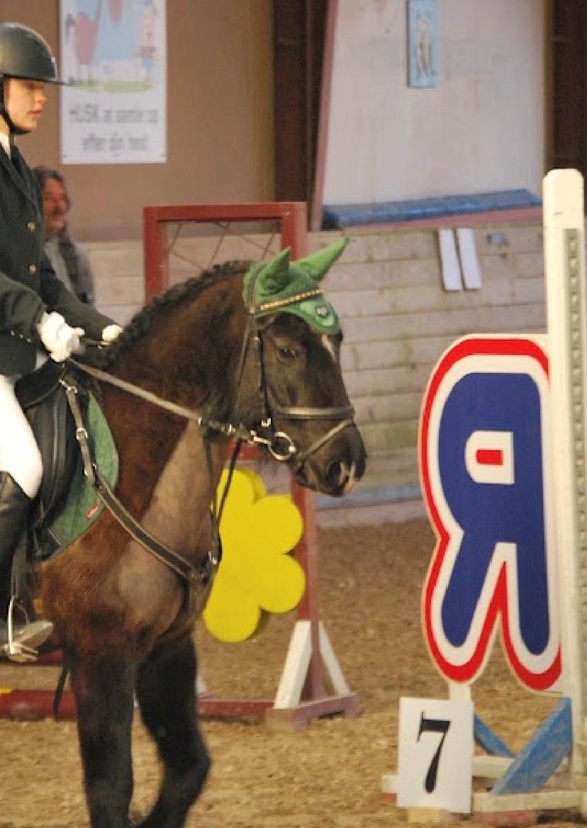 Anden særlig race Savannah billede 1