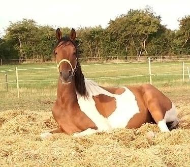 Pinto Løvegaardens Hidalgo billede 14