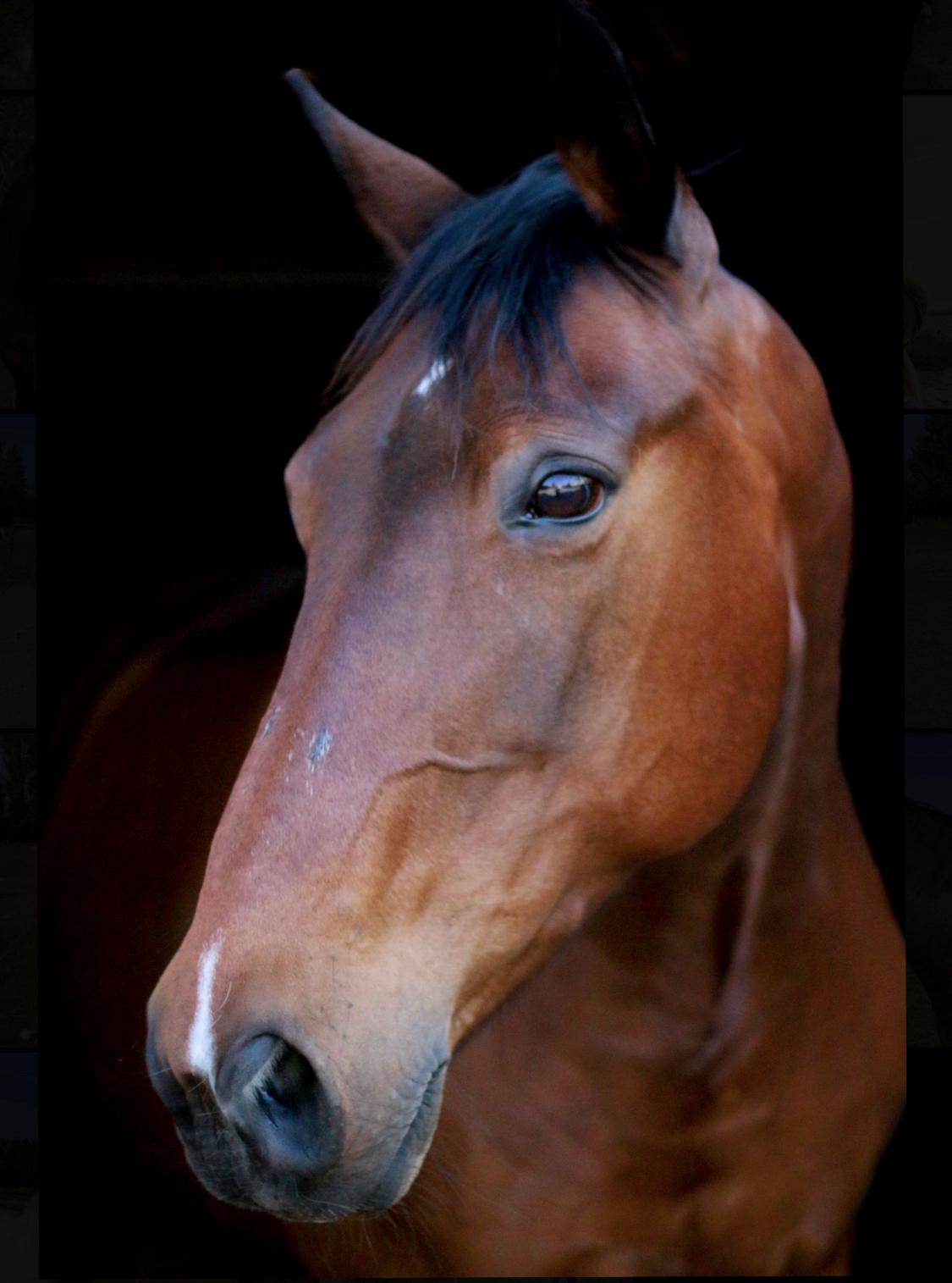 Anden særlig race - Donna billede 16