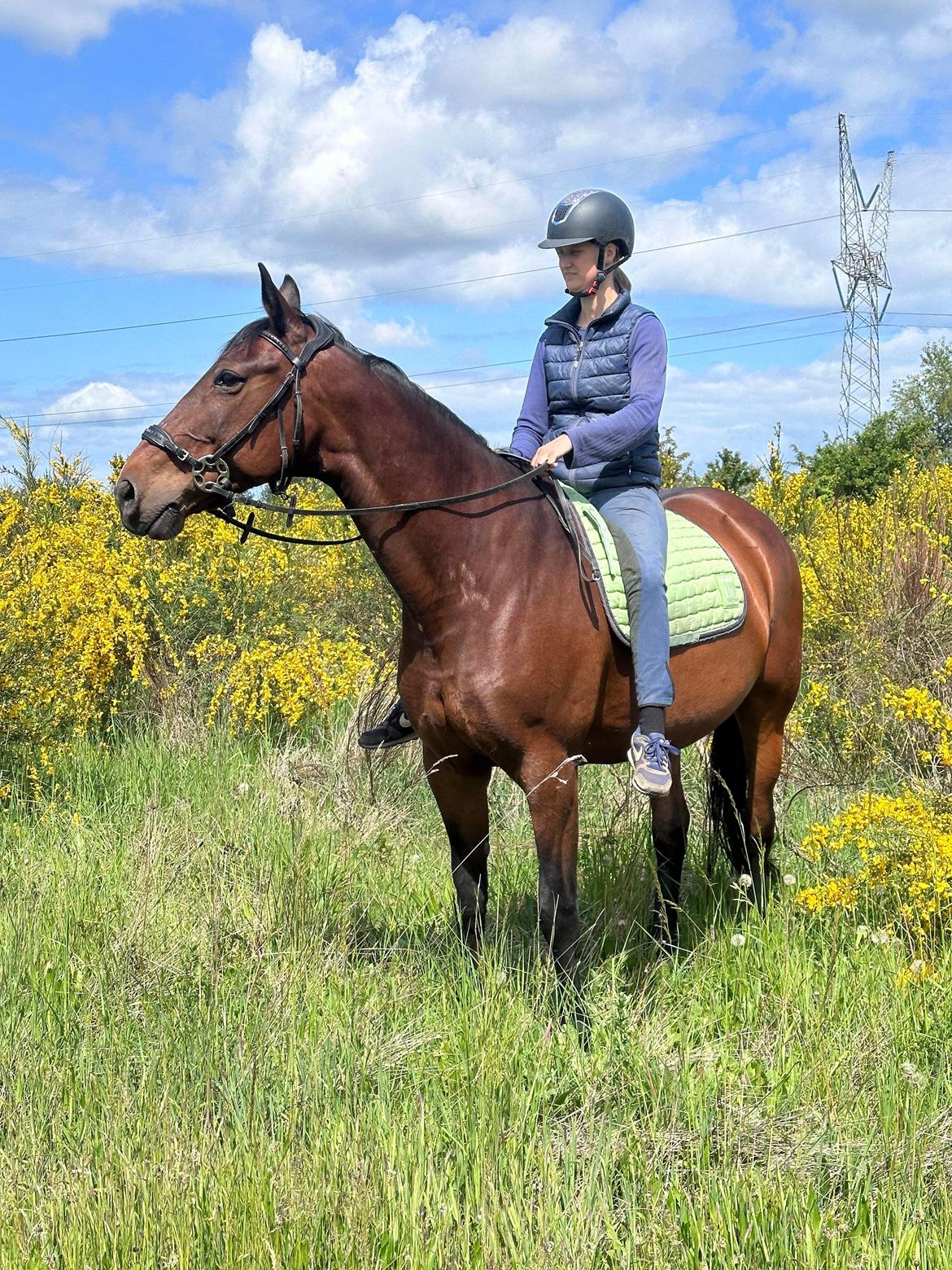 Anden særlig race - Donna billede 14