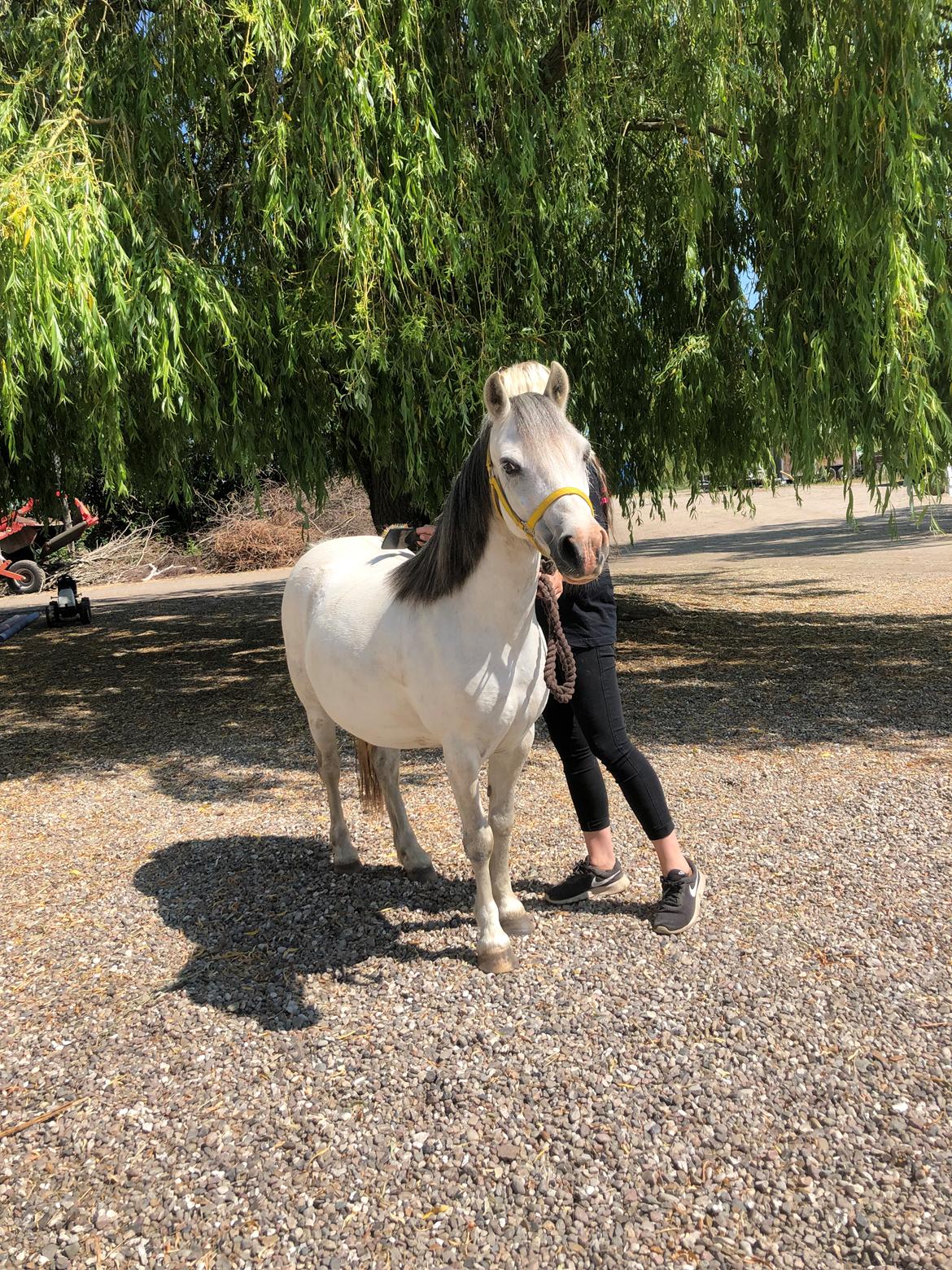 Welsh Mountain (sec A) Queen bee's pernette billede 1