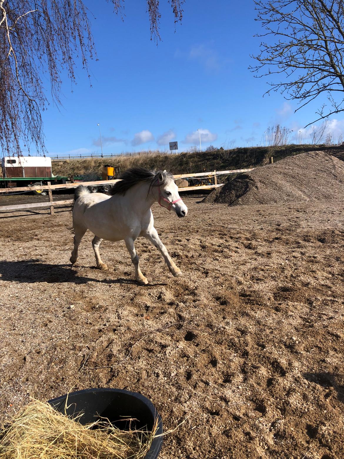 Welsh Mountain (sec A) Queen bee's pernette billede 2