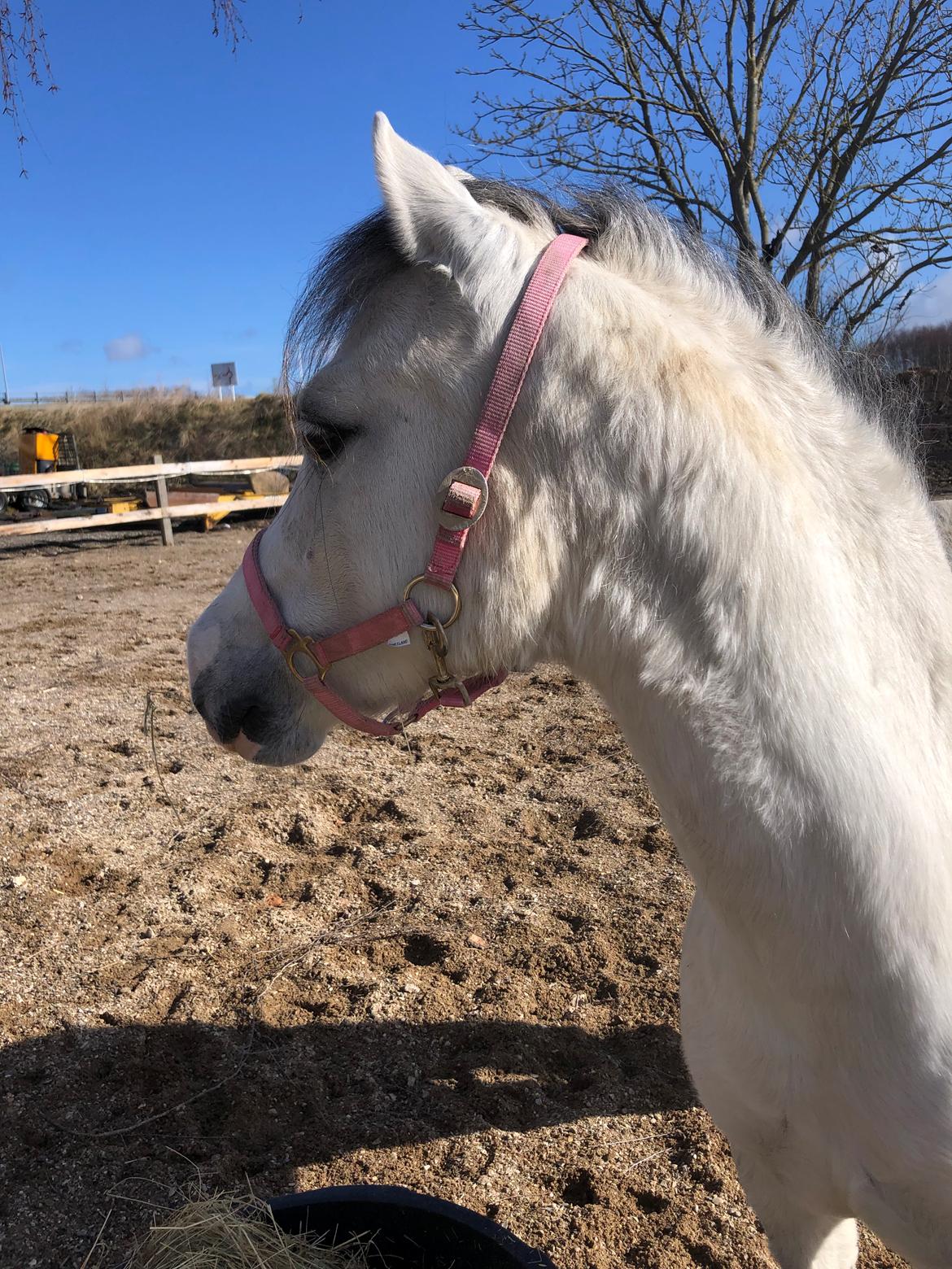 Welsh Mountain (sec A) Queen bee's pernette billede 3