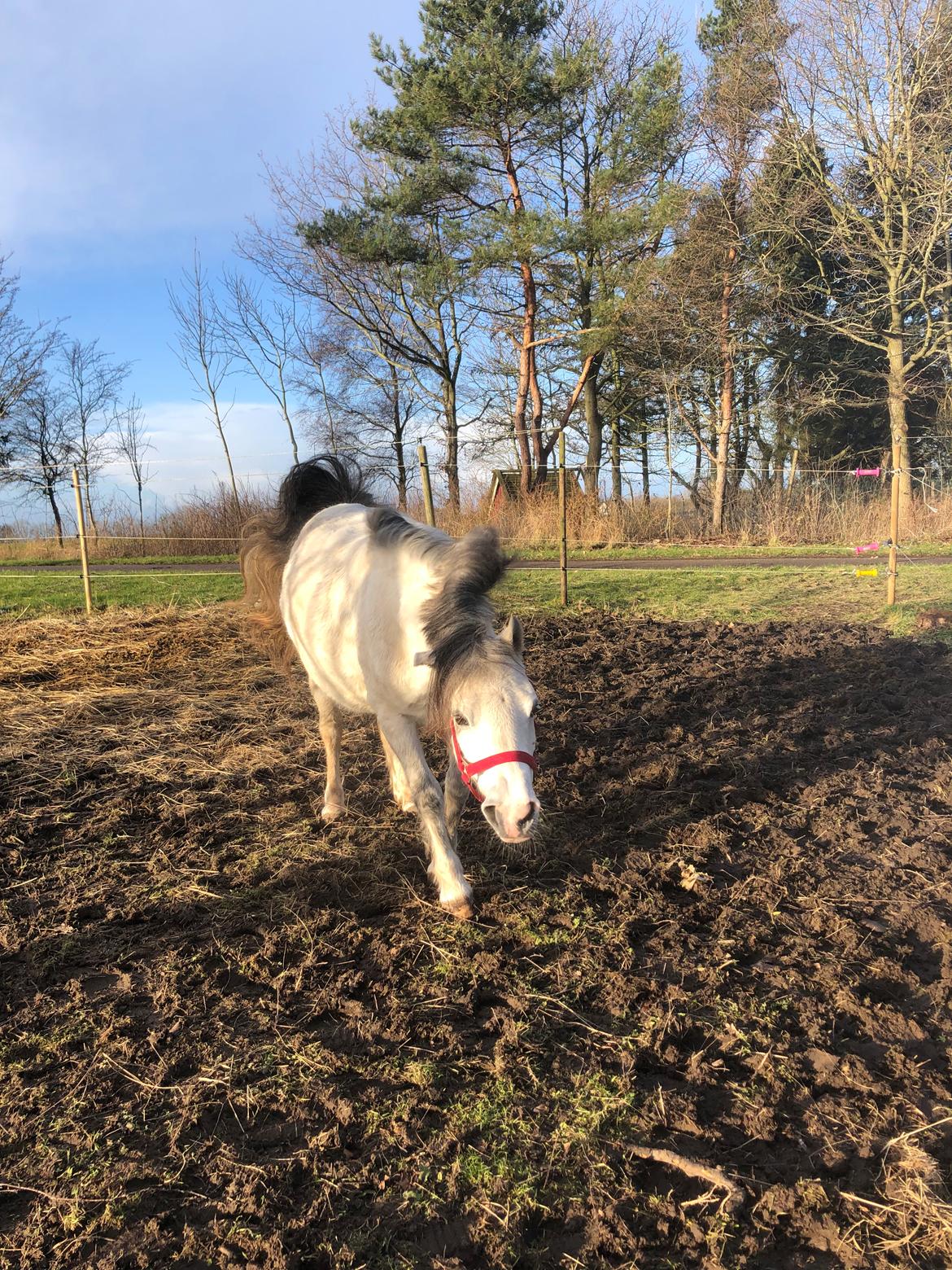 Welsh Mountain (sec A) Queen bee's pernette billede 4