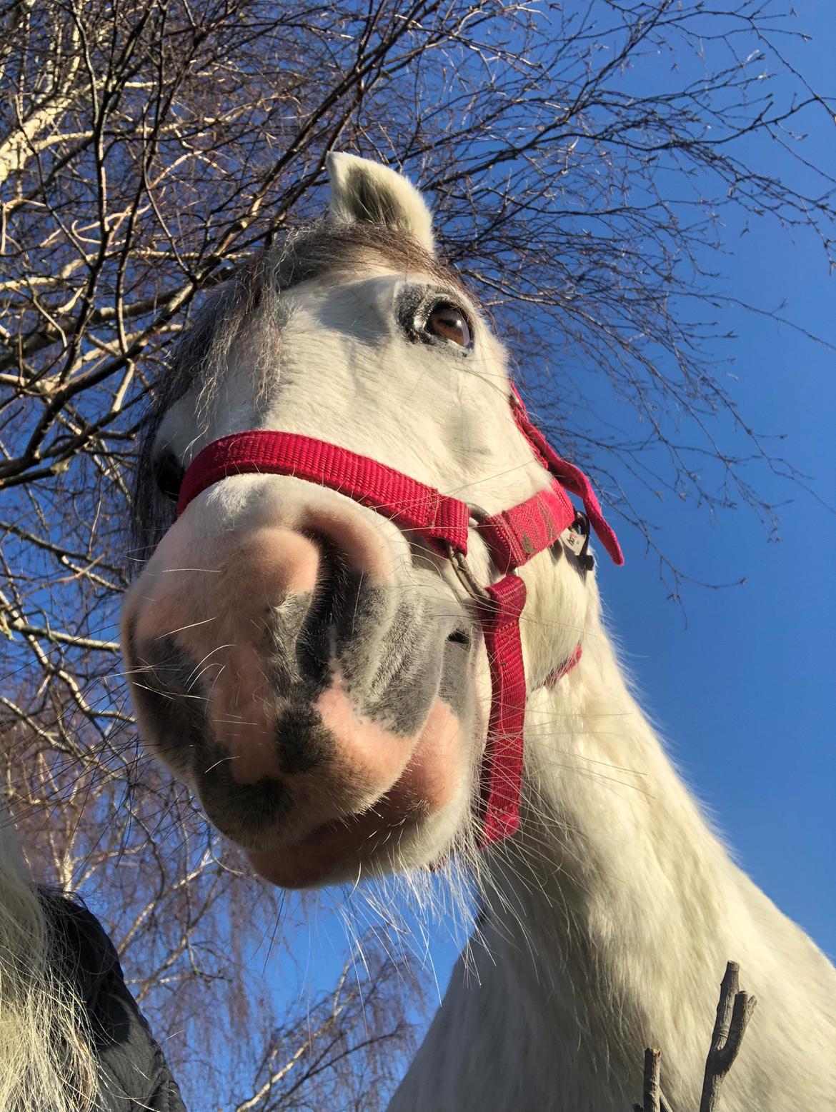 Welsh Mountain (sec A) Queen bee's pernette billede 6