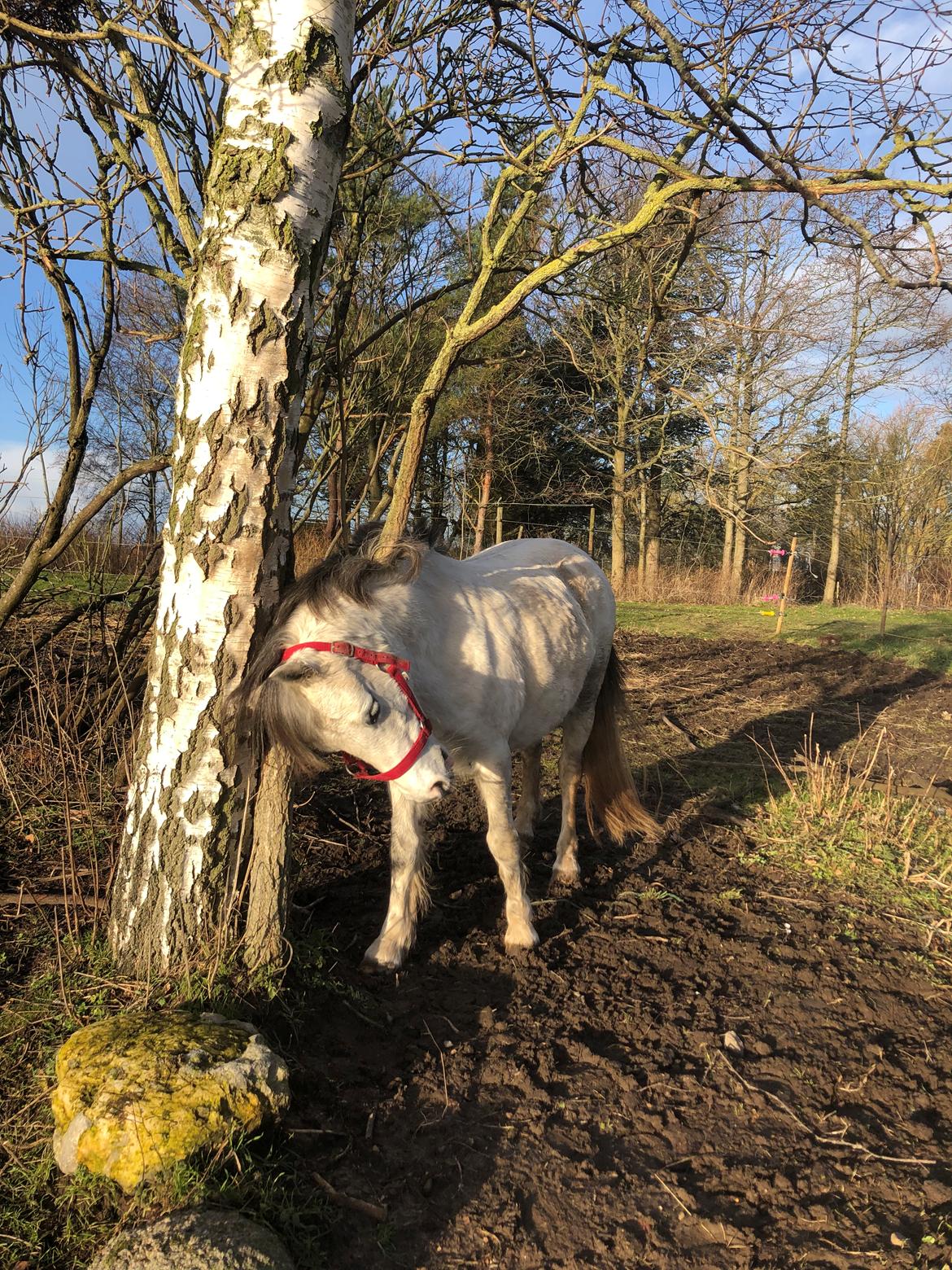 Welsh Mountain (sec A) Queen bee's pernette billede 5