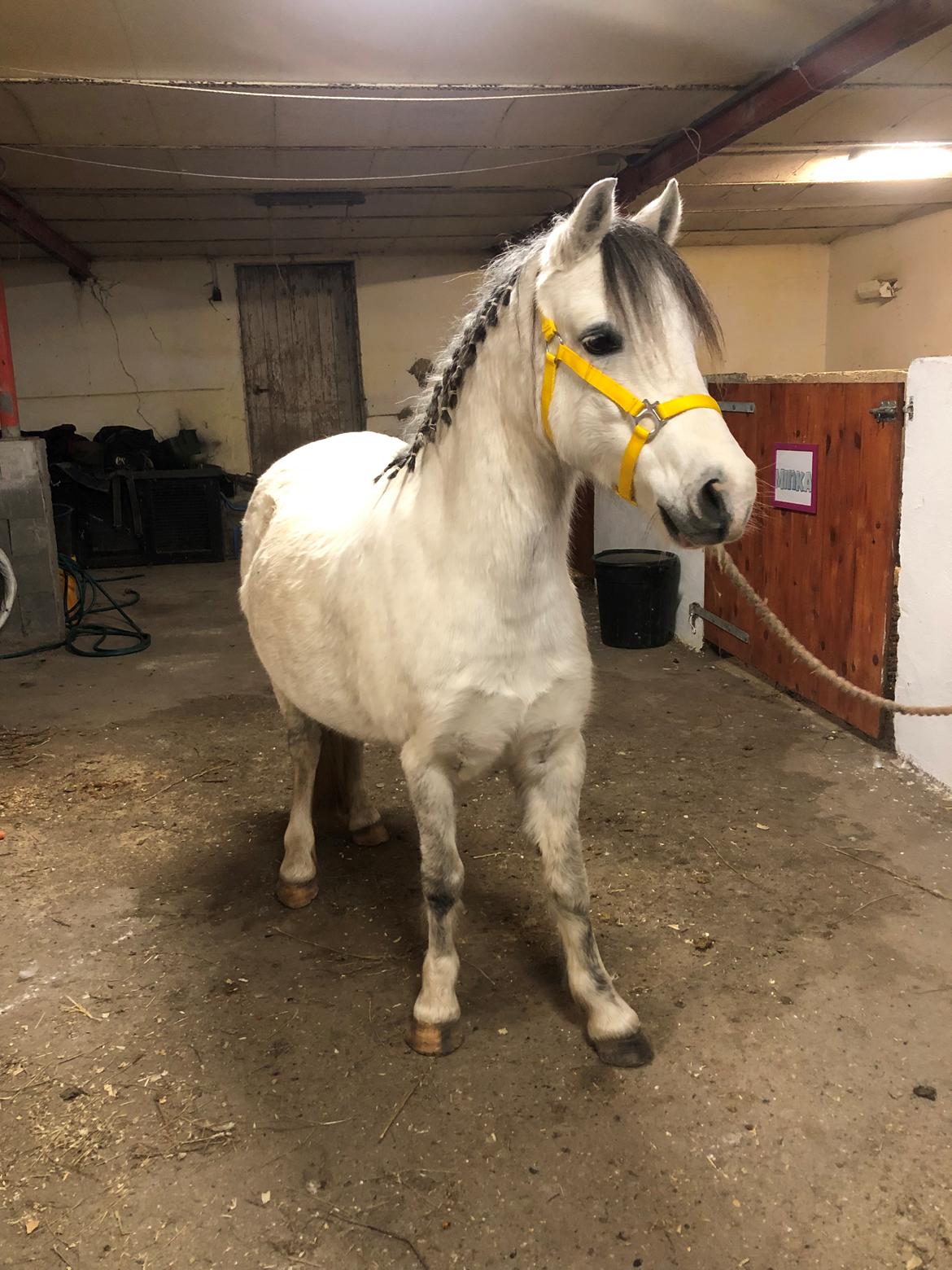 Welsh Mountain (sec A) Queen bee's pernette billede 7