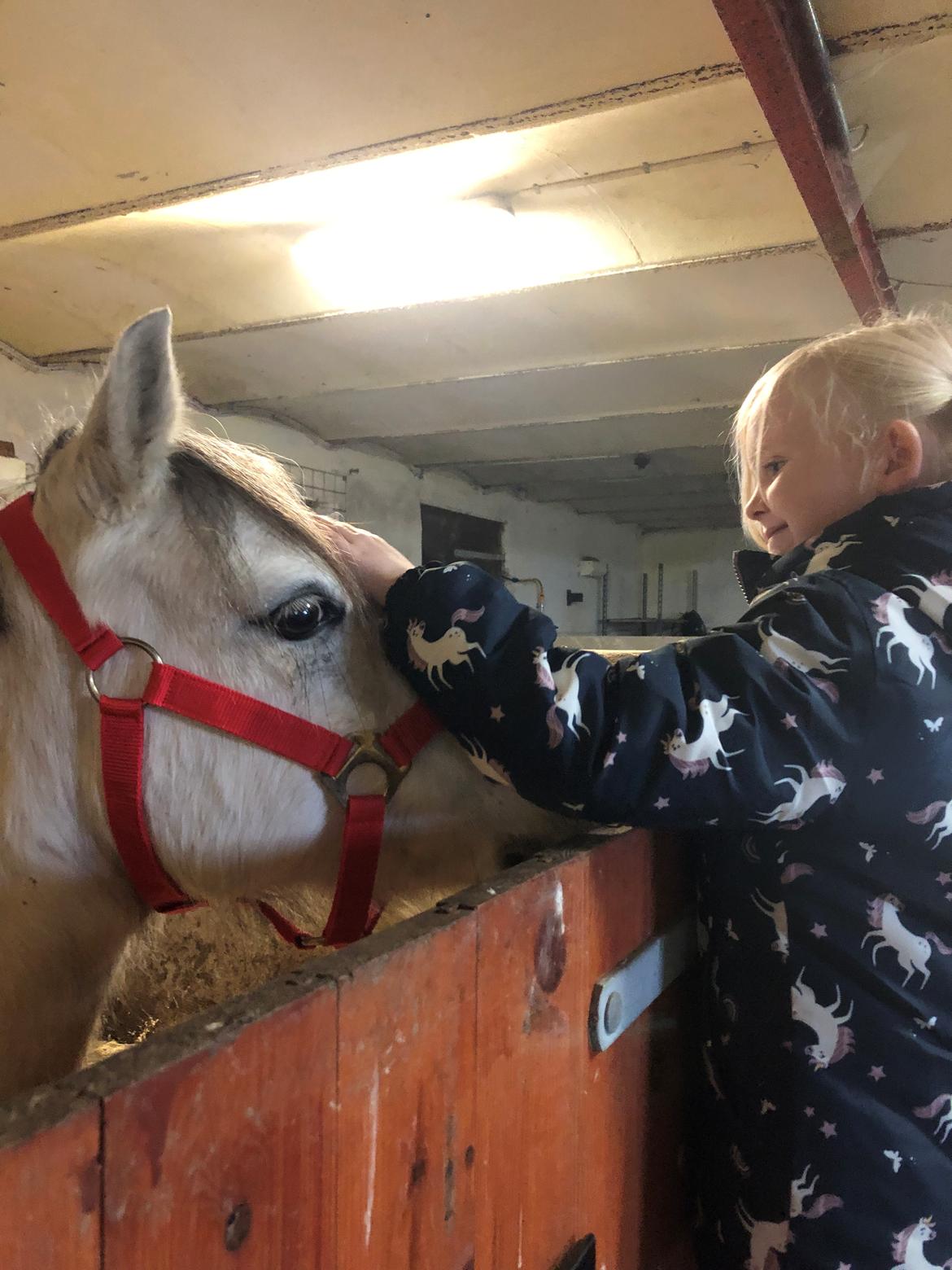 Welsh Mountain (sec A) Queen bee's pernette billede 9