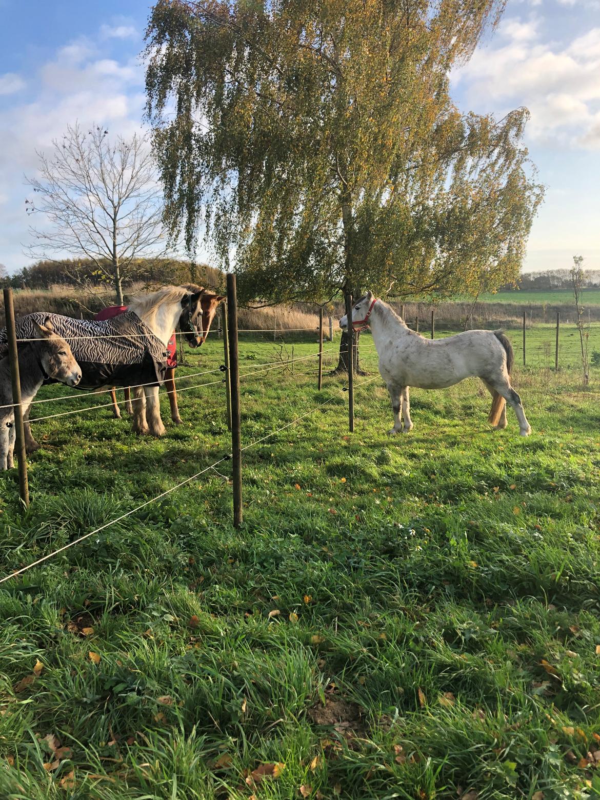 Welsh Mountain (sec A) Queen bee's pernette billede 8