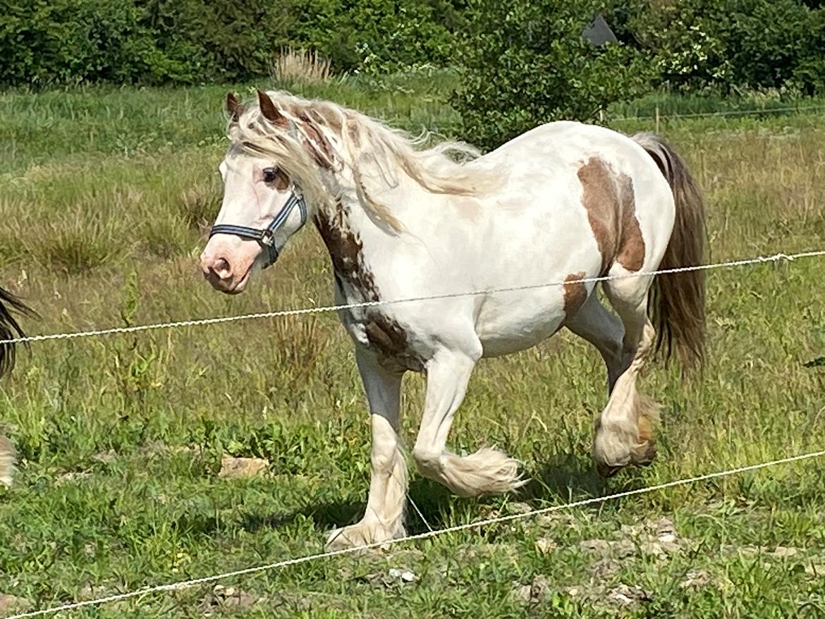 Irish Cob Lenders Wild Vinga billede 7