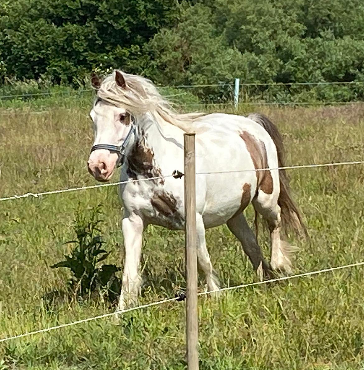 Irish Cob Lenders Wild Vinga billede 11