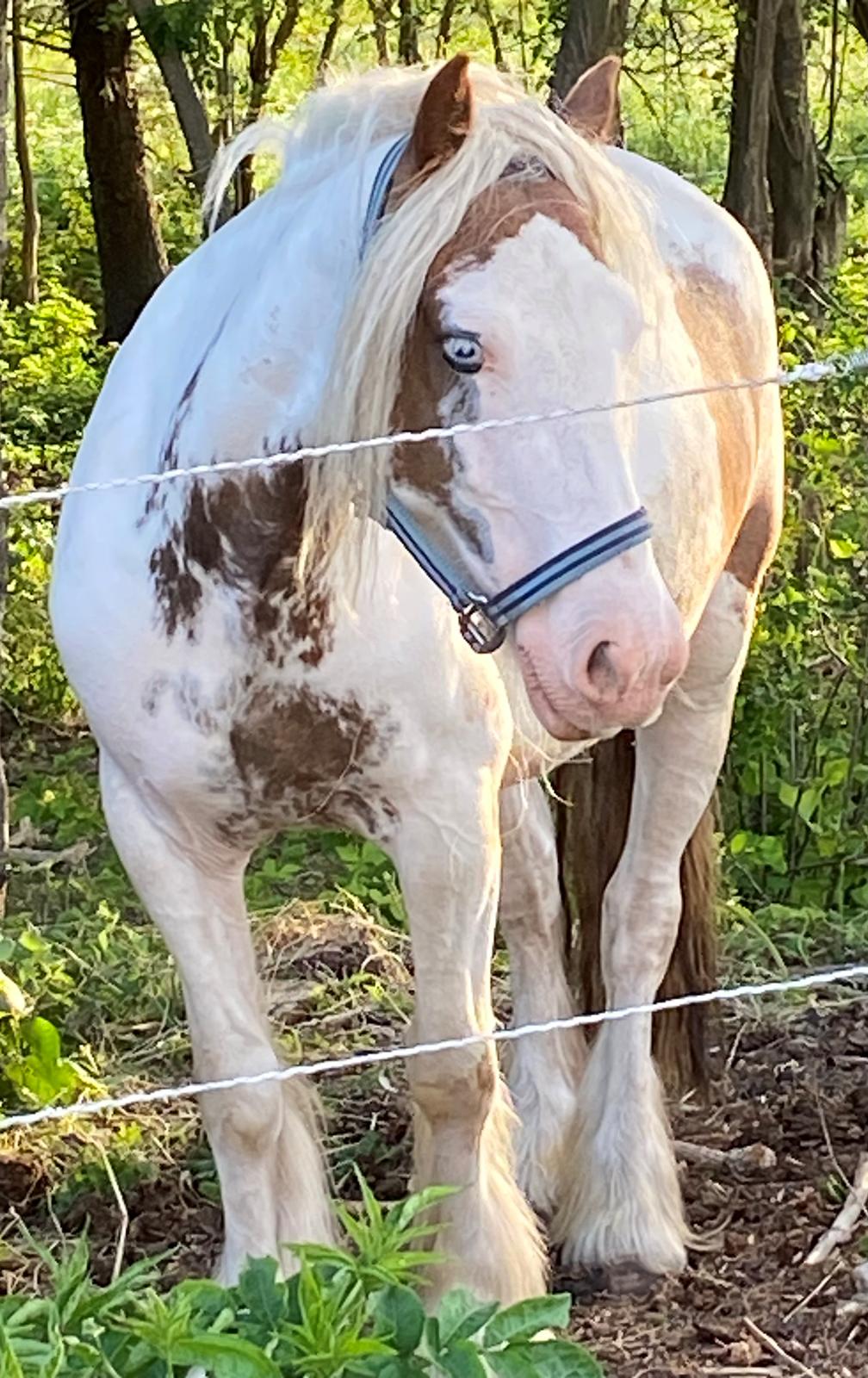 Irish Cob Lenders Wild Vinga billede 9