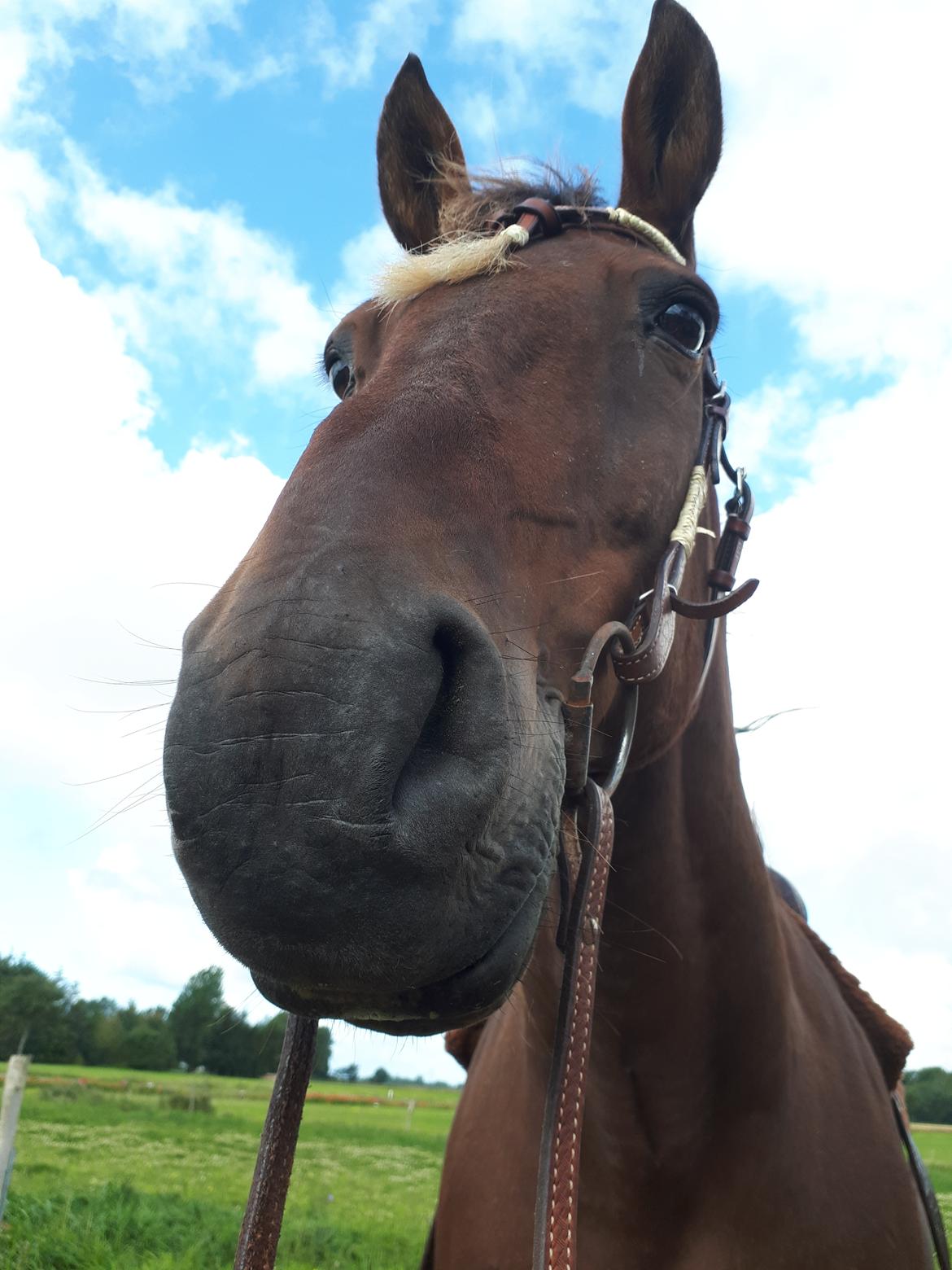 Standardbred Iamtheking billede 4