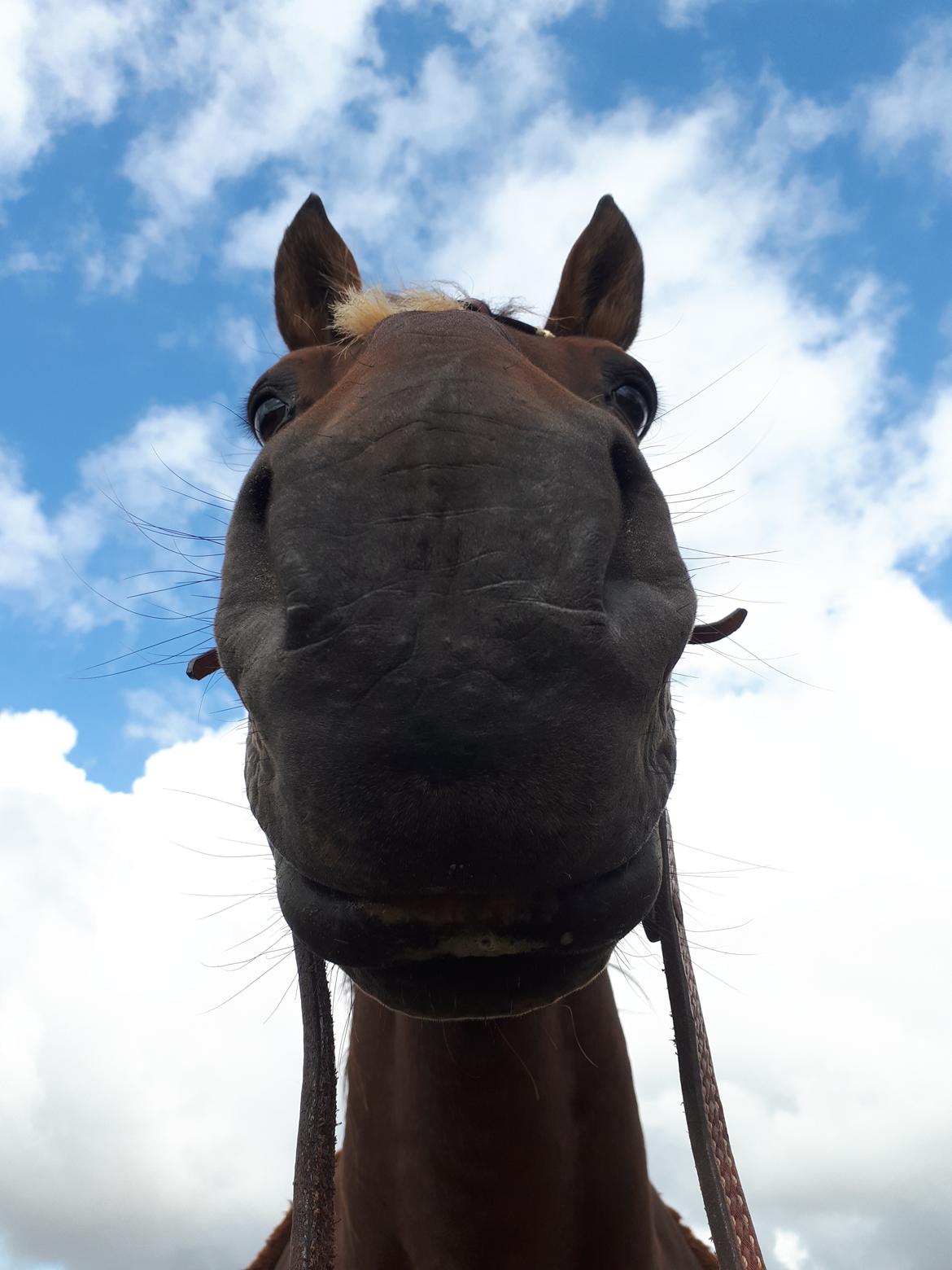 Standardbred Iamtheking billede 5