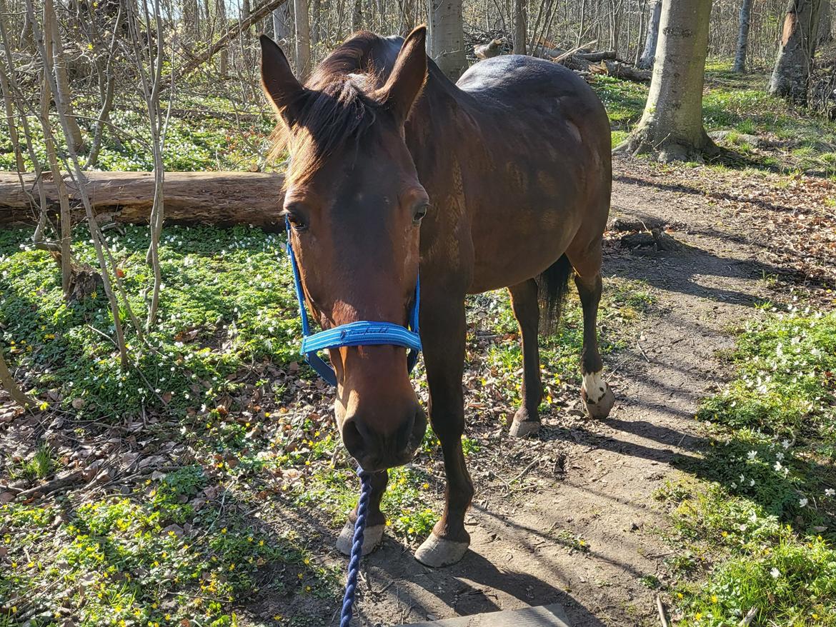 Standardbred Iamtheking billede 6