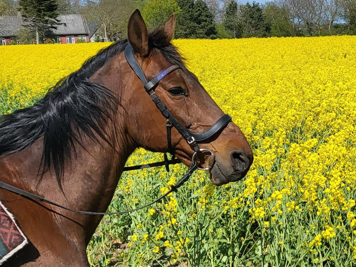 Standardbred Iamtheking billede 8