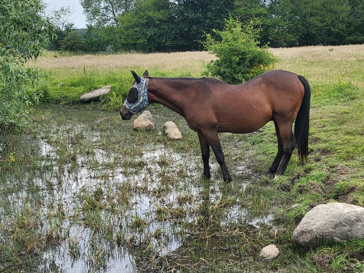 Standardbred Iamtheking billede 9