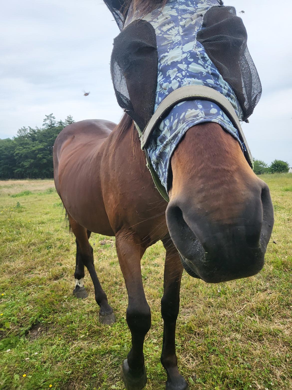 Standardbred Iamtheking billede 10