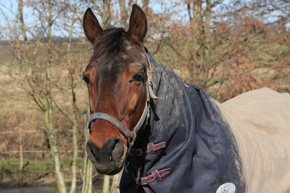 Standardbred Iamtheking billede 11