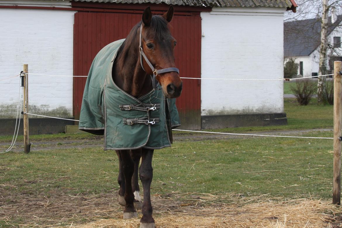 Standardbred Iamtheking billede 12