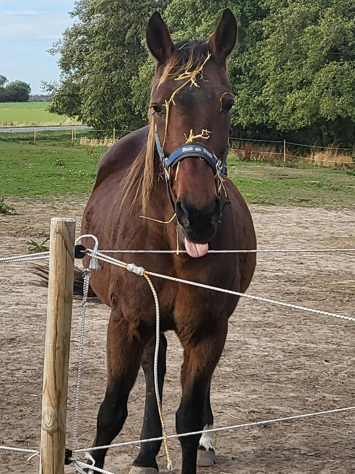 Standardbred Iamtheking billede 7