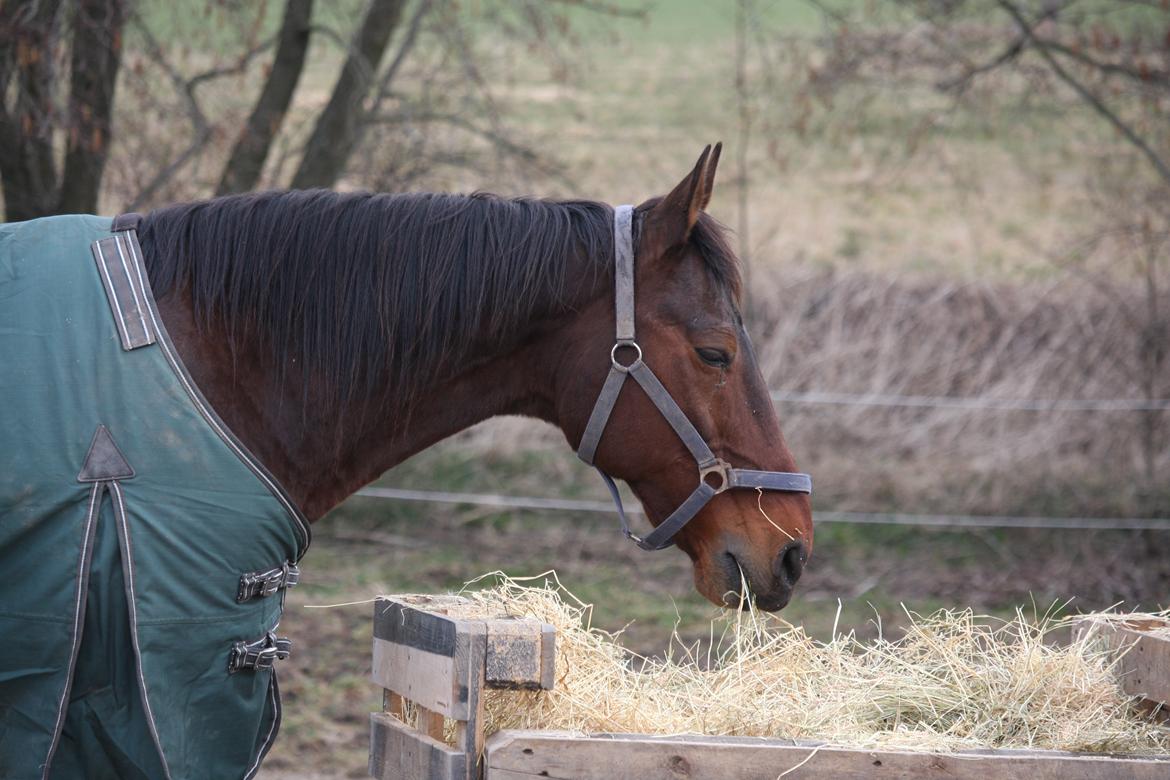 Standardbred Iamtheking billede 13